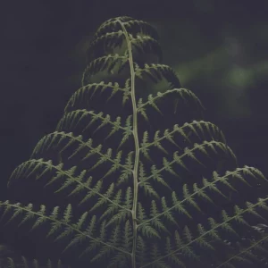 pexels-kirill-pershin-630641-1431102 une plante qui pousse et symbolise l'évolution
